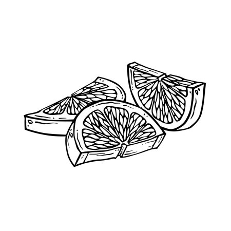Lemon slices. Hand drawn ink graphic illustration of citrus fruit. Linear drawing of lime lobules. Outline sketch of citron. Black line art of chopped grapefruit for kitchen textiles, packaging, labelのイラスト素材
