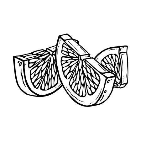 Citrus fruit pieces. Lemon or lime hand drawn ink graphic. Linear drawing. Outline sketch of citron. Black line art of chopped grapefruit for kitchen textiles, packaging, label, menu or other printingのイラスト素材