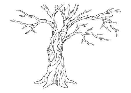 Bare deciduous tree silhouette. Isolated hand drawn outline old leafless tree. Single natural object on white from Spring collection for winter, spring or fall season background or scenery creatingのイラスト素材