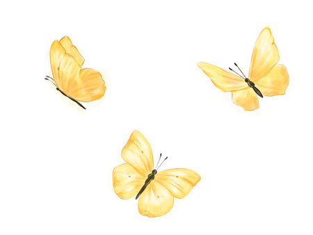 Hand drawn illustration of yellow butterflies hovering in the airの写真素材