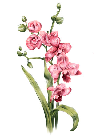Botanical illustration of pink orchid hand drawn in pencil techniqueの写真素材