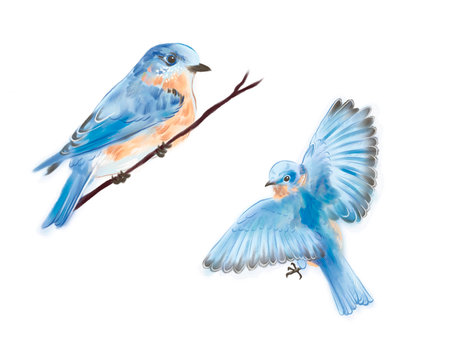 Hand drawn illustration of cute blue birds. The bird is sitting on a branch and flying in the airの写真素材