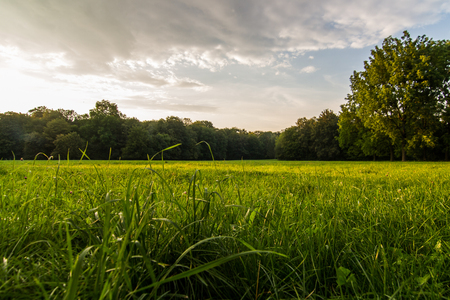 England Park with green grass, Munich, Germanyの写真素材