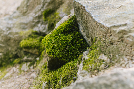 Green summer moss on dry rocks in sunlightsの写真素材