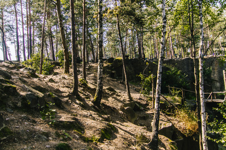 Birch trees in summer forest with a lot of green on backgroundの写真素材