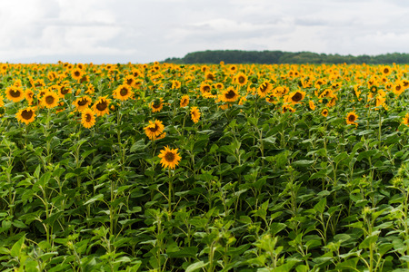 Beautiful view of the thousand sonflowers near Buky`s canyon, Buky, Ukraineの写真素材