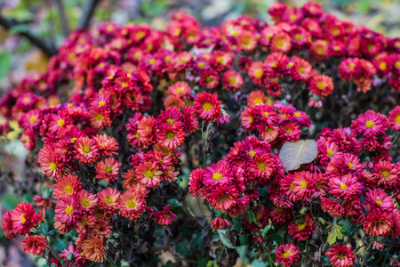 Little simple pink and red flower bouquet from Kyiv homeyardの写真素材