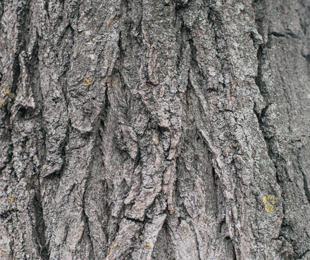 Bark tree texture. Wood, grunge, weathered background.の写真素材