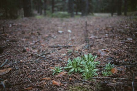 Little tree starts its life in old forestの写真素材