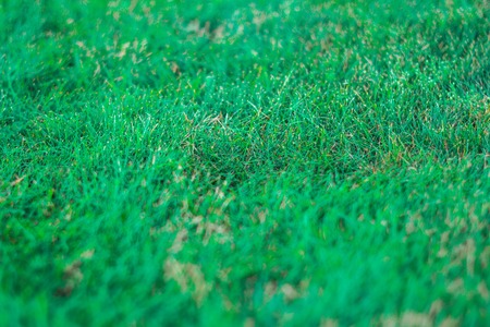 Green grass background texture bluredの写真素材