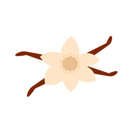 Hand drawn vector illlustraction of vanilla flower with vanilla beans. Isolated on white background.のイラスト素材