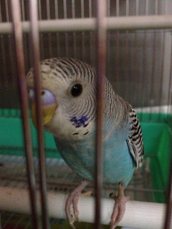 A beautiful parrot with colorful bodyの素材