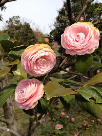 Blossom Flower season in Japanの素材