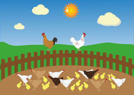 Farm chicken family at summerのイラスト素材
