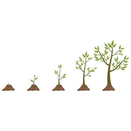 Tree life cycleのイラスト素材