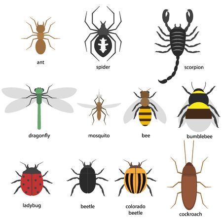 Set of different insectsのイラスト素材