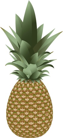 Pineapple isolated vector fruitのイラスト素材