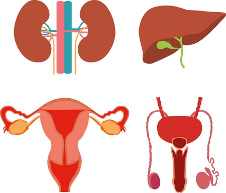 Human body parts: man and woman genitals, kidneys, liverのイラスト素材