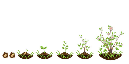Growth trees with flowersのイラスト素材