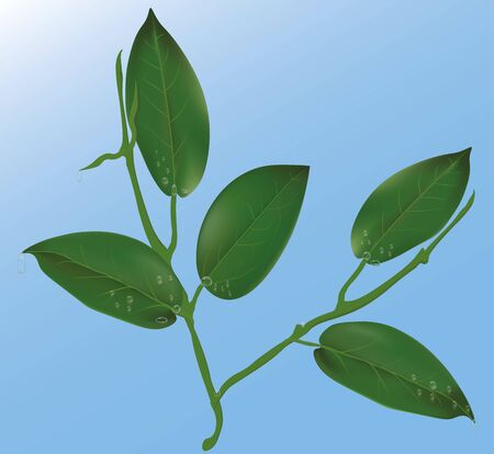 Green leaf with water drops.Morning dew, fresh spring foliage. With Gradient Mesh. Vector Illustration. Isolated on blueの写真素材