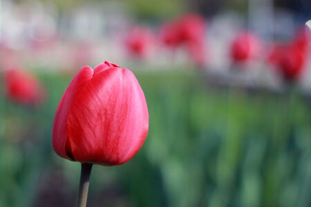 Red tulips in May on a flower bed close-upの写真素材