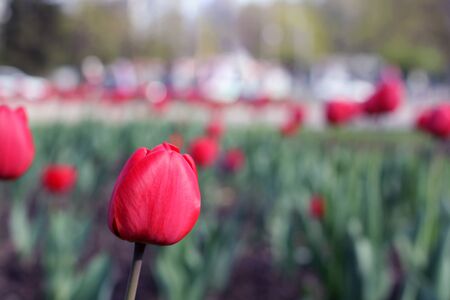 Red tulips in May on a flower bed close-upの写真素材