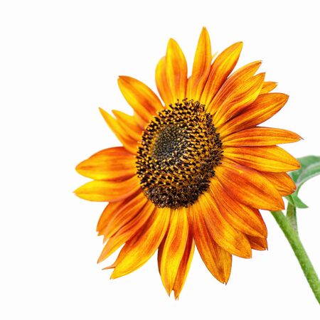 Bright yellow and orange sunflower head - isolated の写真素材