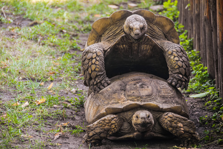 A couple of big turtles are slowly mating on a green grass under a wooden fence on the springtime.の写真素材