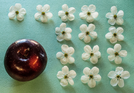 A turquoise colored background with white apple flowers and a crimson apple , located on the left lower corner of the pattern. Concept - maturity and  adolescence; parent and children.の写真素材