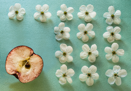 A turquoise colored background with white apple flowers and a crimson apple , located on the left...