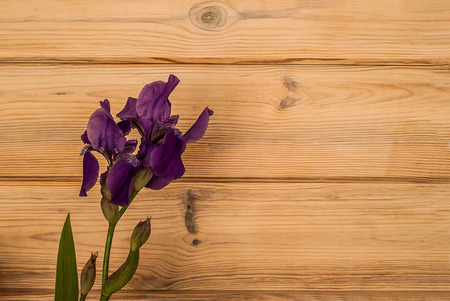 A fresh beautiful purple iris lies on a wooden textured background. An iris is just cut from the home garden. Iris is a national symbol of many counties and states.の写真素材
