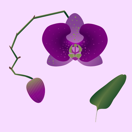 Illustration of a pink orchid with a bud, leaf and stem on the light pink background.
Phalaenopsis tropical plant for invitation and greeting card, banner, print, design.のイラスト素材