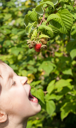 Portrait of a four-five years old girl ready to eat a berry from the raspberry plant. Little child is under a red hanging berry with open mouth and shut eyes. Concept - healthy food or hunger.の写真素材