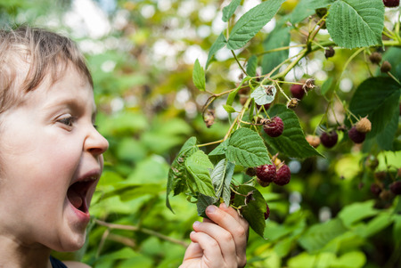 Portrait of a four-five years old girl holding a raspberry branch with open mouth and ready to eat a red berry from the bush. Concept - healthy food or hunger.の写真素材