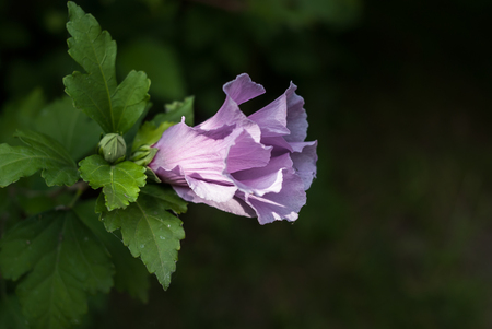 Closeup of bllooming hibiscus pink flower with copy space. Concept - beauty of the nature.の写真素材