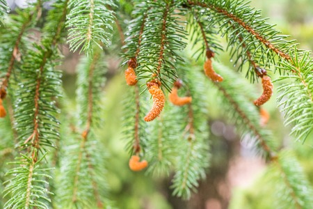 Pine branch on pine tree. Pine tree in pine forest. Wild nature. Greenery. Park. Outdoor photo.の写真素材