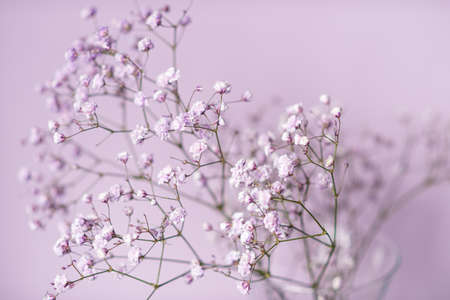 long-haired golden british kitten looks away, sits on a chair, kitten in the interior, little kitten, golden kitten, purebred kittenの写真素材