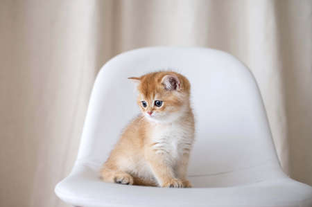 Red-haired purebred long-haired British kitten on the bed in the interiorの写真素材