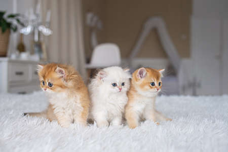 kitten sitting, small cat, cute animal, fluffy pet, wool, looking down, vertical, playing with a toy, veterinary medicineの写真素材
