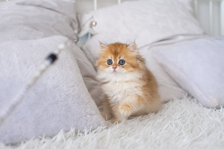 kitten sitting, small cat, cute animal, fluffy pet, wool, looking down, vertical, playing with a toy, veterinary medicineの写真素材