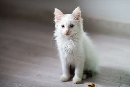kitten sitting, small cat, cute animal, fluffy pet, wool, looking down, vertical, playing with a toy, veterinary medicineの写真素材