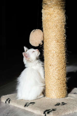 kitten sitting, small cat, cute animal, fluffy pet, wool, looking down, vertical, playing with a toy, veterinary medicineの写真素材