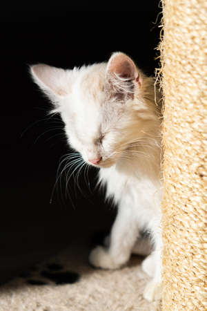 kitten sitting, small cat, cute animal, fluffy pet, wool, looking down, vertical, playing with a toy, veterinary medicineの写真素材