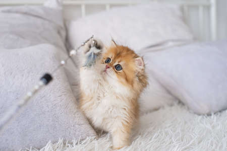 kitten sitting, small cat, cute animal, fluffy pet, wool, looking down, vertical, playing with a toy, veterinary medicineの写真素材