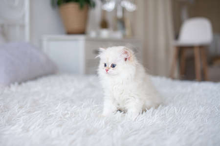 kitten sitting, small cat, cute animal, fluffy pet, wool, looking down, vertical, playing with a toy, veterinary medicineの写真素材