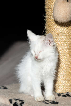 kitten sitting, small cat, cute animal, fluffy pet, wool, looking down, vertical, playing with a toy, veterinary medicineの写真素材