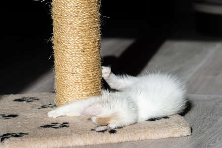 walk around the house, sit on the floor, clean cat, white cat, veterinary, kennel, pets, hygiene, well-groomed cat, shelter, homeless, fluffy catの写真素材