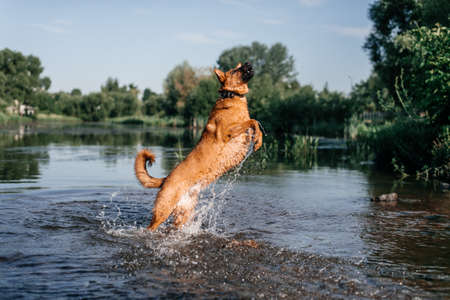washing, lying on the floor, clean cat, white cat, veterinary, kennel, pets, hygiene, well-groomed cat, shelter, homeless, fluffy catの写真素材