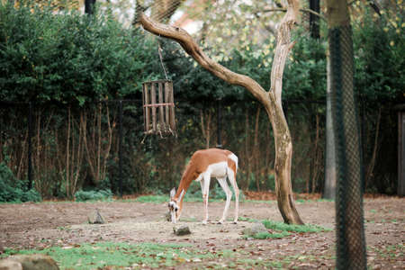 A roe deer stands in the zoo and eats foodの写真素材