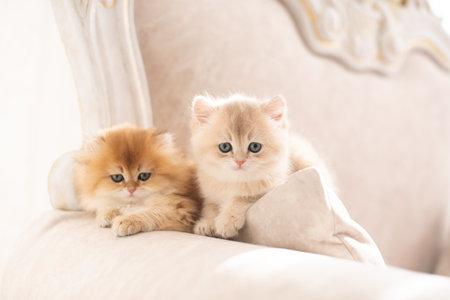 Red-haired purebred long-haired British kitten on the bed in the interiorの写真素材